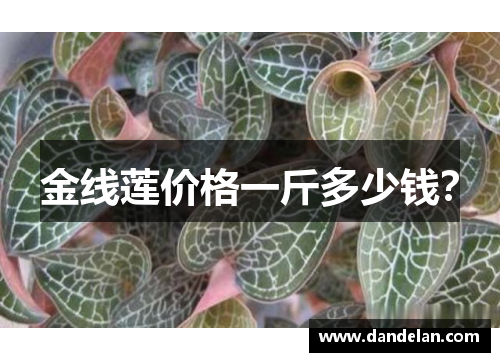 金线莲价格一斤多少钱？