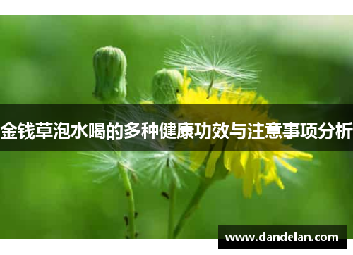 金钱草泡水喝的多种健康功效与注意事项分析